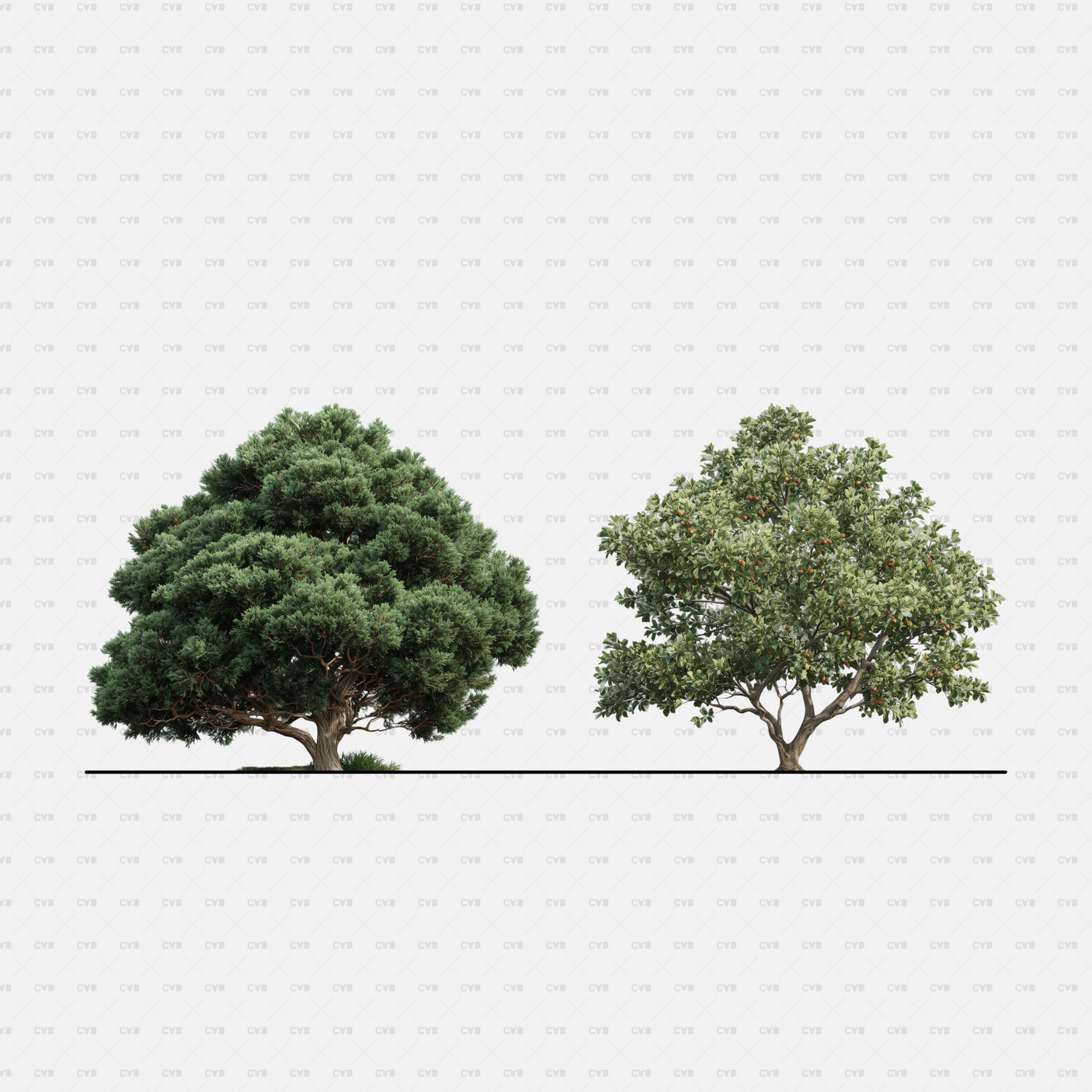 PNG Cutouts Southern European Trees CADasbuilt — Dense Conifer And Open-Form Deciduous Tree