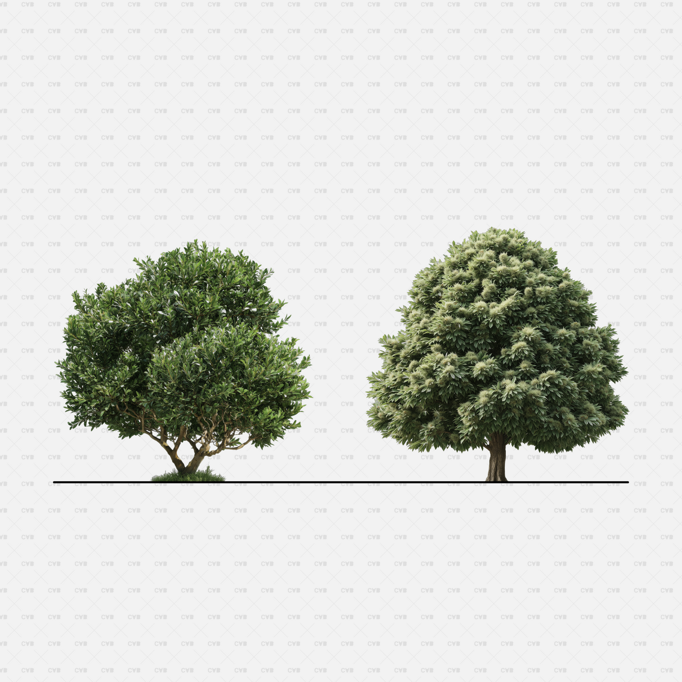 PNG Cutouts Southern European Trees CADasbuilt — Shrub Cluster And Broad Canopy Tree Elevations