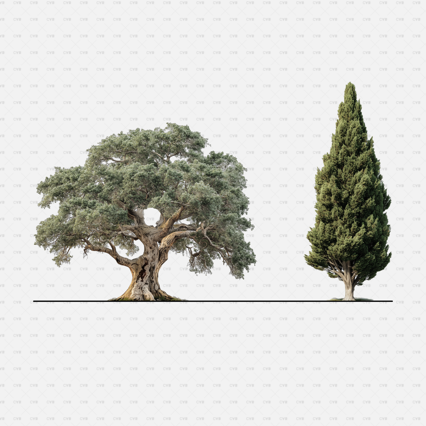 PNG Cutouts Southern European Trees CADasbuilt — Ancient Olive And Tall Cypress, Side Views