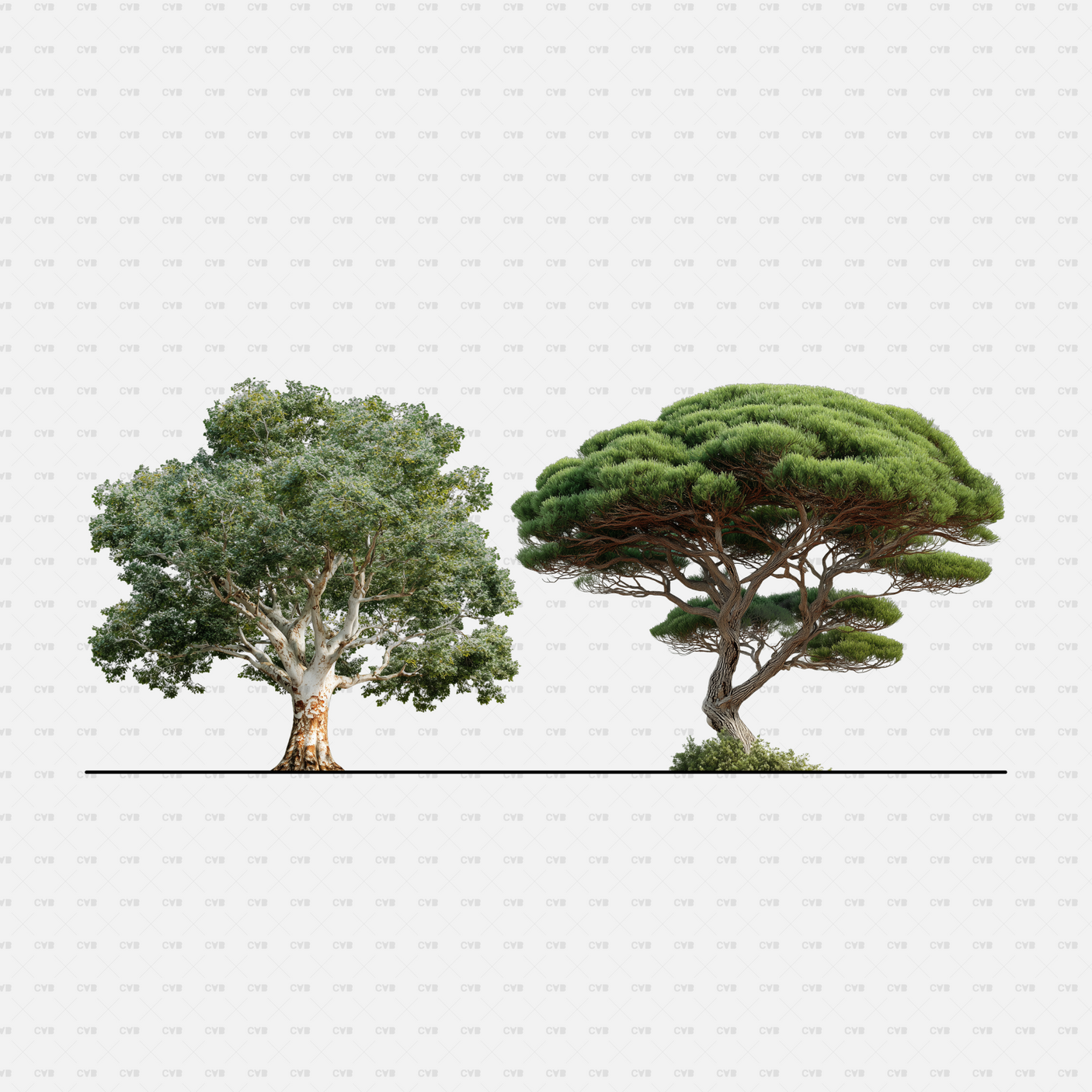 PNG Cutouts Southern European Trees CADasbuilt — Eucalyptus And Umbrella Pine, Side Elevations