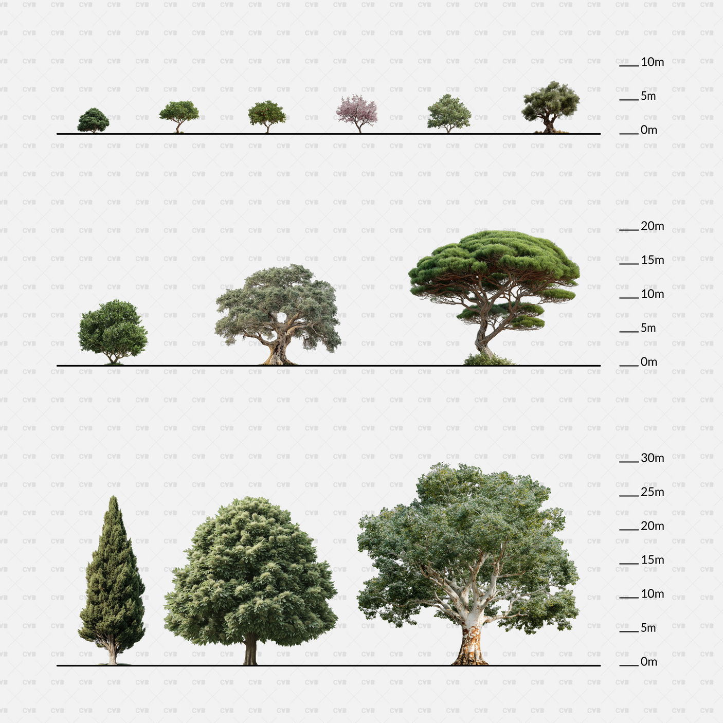 PNG Cutouts Southern European Trees CADasbuilt — Full Species Lineup With Height Scale, Side Views