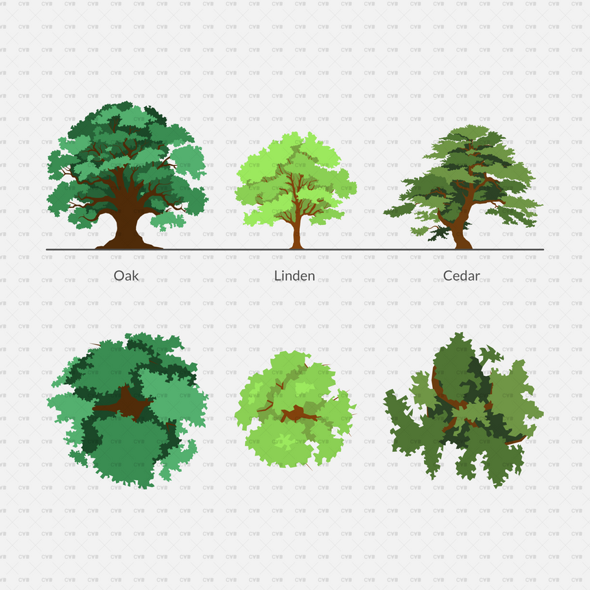 vector trees oak linden cedar