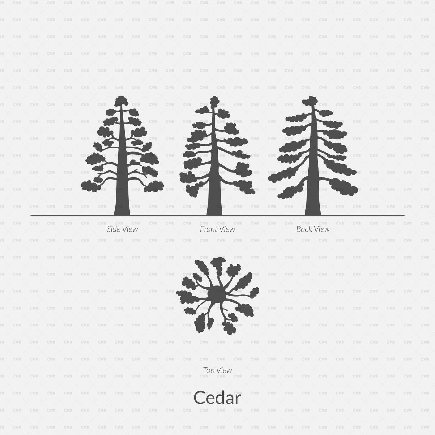 CAD Dynamic Blocks and Vector Common Trees Silhouettes download dwg ai svg elevation top view side front back cedar