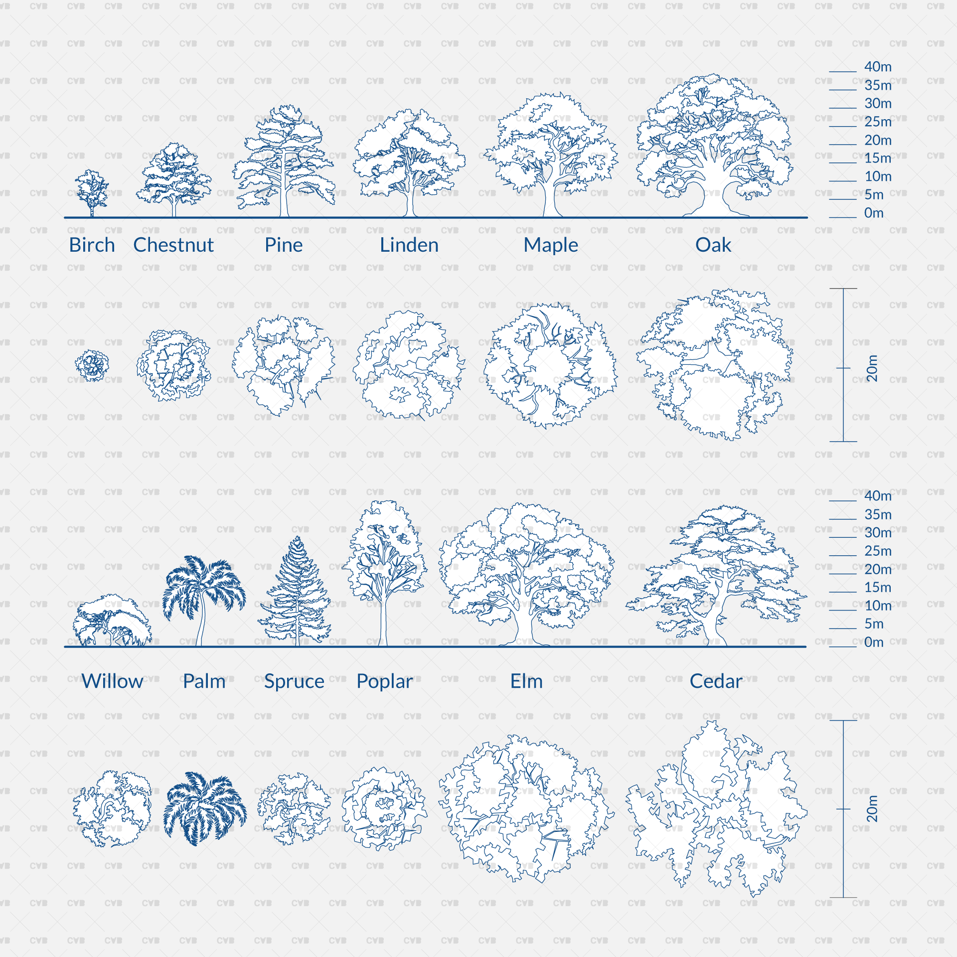 Trees In Section Drawing Urban And Community Forestry | PLANTING TREES