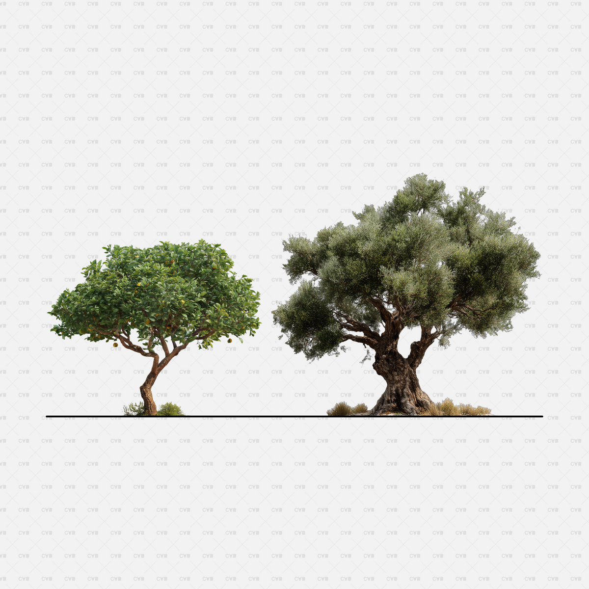 High-Quality PNG Cutouts of Southern European Trees – cadasbuilt
