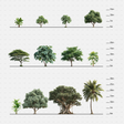 CAD Tropical trees cadasbuilt CAD blocks rfa – complete set with scale bars from 0–30 m, small to large tropical species.
