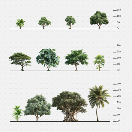 CAD Tropical trees cadasbuilt CAD blocks rfa – complete set with scale bars from 0–30 m, small to large tropical species.