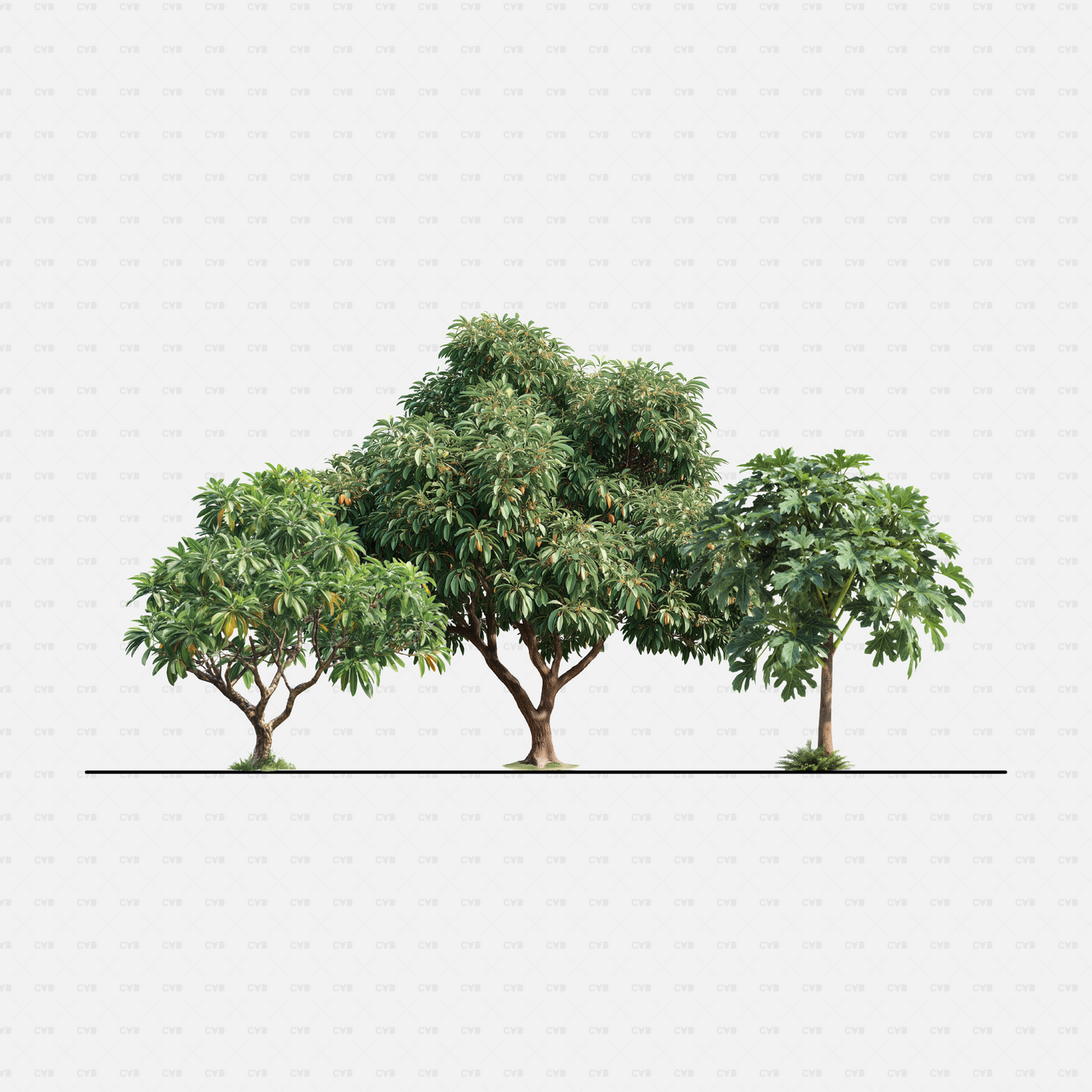 CAD Tropical trees cadasbuilt CAD blocks rfa – group of mango trees with fruit and a breadfruit tree, elevation view.