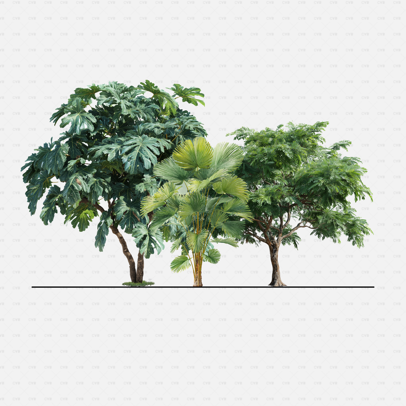CAD Tropical trees cadasbuilt CAD blocks rfa – split-leaf tree, fan palm, and rain tree shown together in elevation.