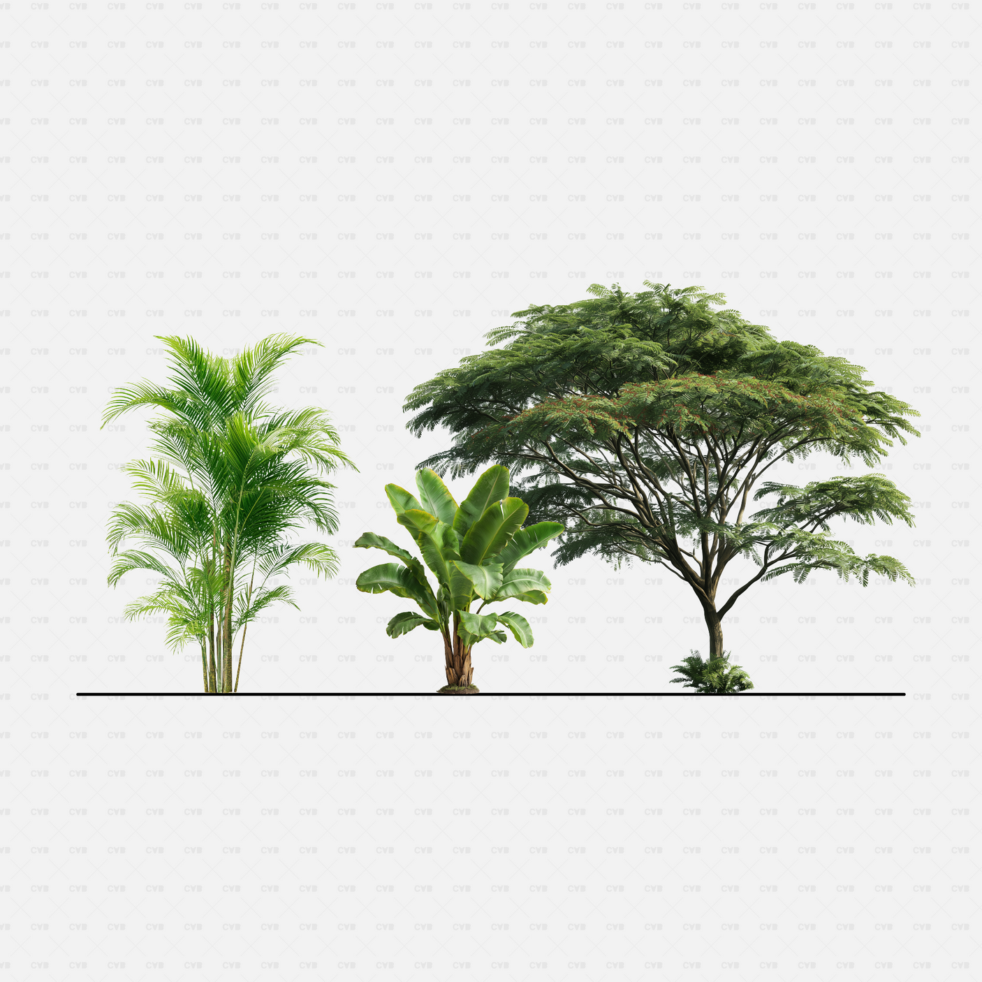 CAD Tropical trees cadasbuilt CAD blocks rfa – areca palm, banana plant, and wide acacia canopy in elevation.